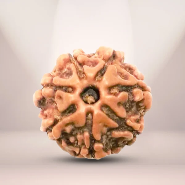 5 Mukhi & 7 Mukhi Rudraksha