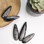 Kuber Orthoceras - Image 4