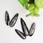 Kuber Orthoceras - Image 2