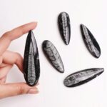 Kuber Orthoceras - Image 3